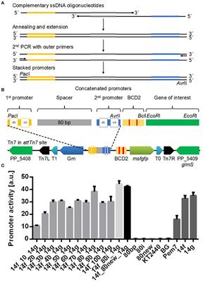 Characterization of Context-Dependent Effects on Synthetic Promoters